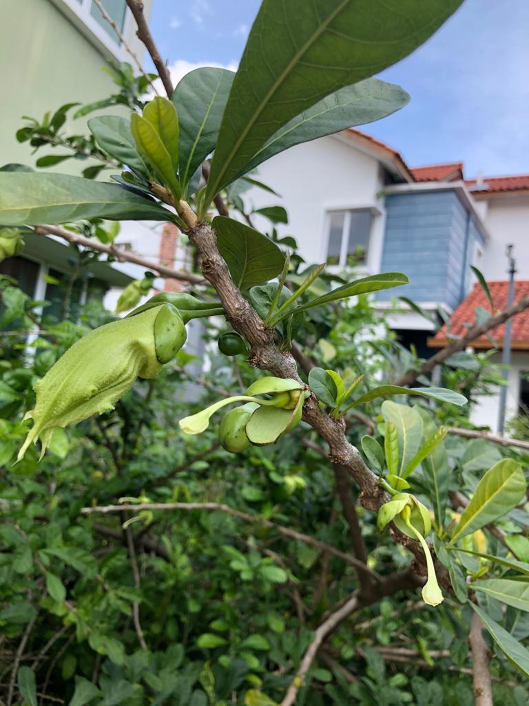 autism, herbs, children, kids, learning, skills